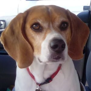 Meet your Posher, Isabella